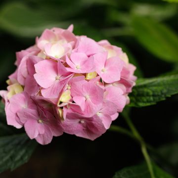 Hydrangea macrophylla Teller Messalina - Schermhortensia