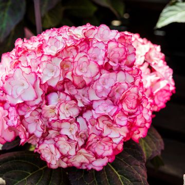 Hydrangea macrophylla Miss Saori - Bolhortensia