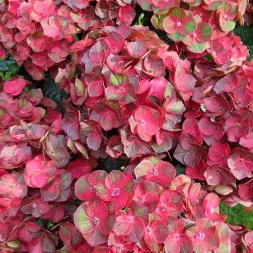 Hydrangea macrophylla Choco Love - Bolhortensia