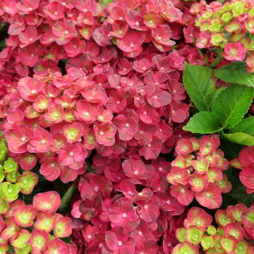 Hydrangea macrophylla Pistachio Love - Bolhortensia