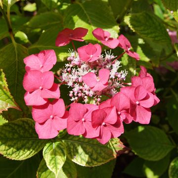 Hydrangea macrophylla Rotkehlchen - Boerenhortensia
