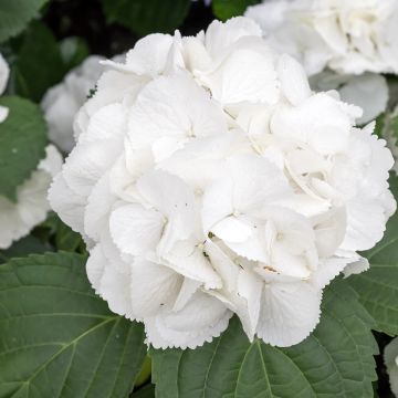 Hydrangea macrophylla Schneeball - Bolhortensia