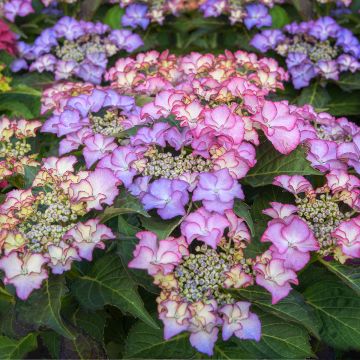 Hydrangea macrophylla Tiffany - Bolhortensia