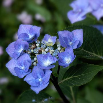 Hydrangea macrophylla Zorro blauw - Schermhortensia