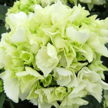 Hydrangea macrophylla Bright White - Bolhortensia