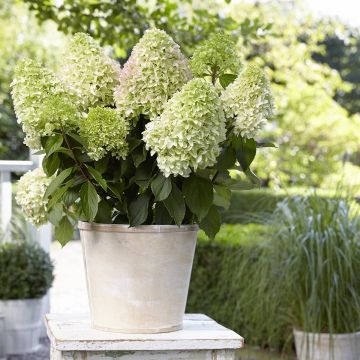 Hydrangea paniculata Little Fresco - Dwergpluimhortensia