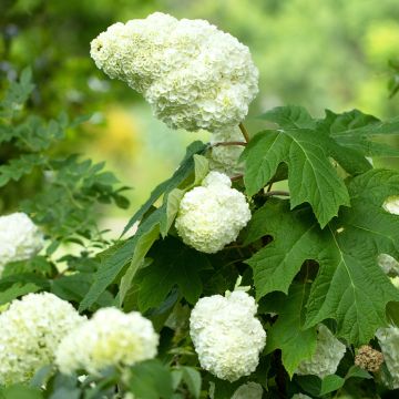 Hydrangea quercifolia Gatsby Moon - Eikenbladhortensia