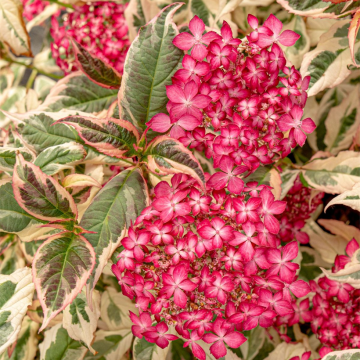 Hydrangea serrata Euphoria Pink - Berghortensia