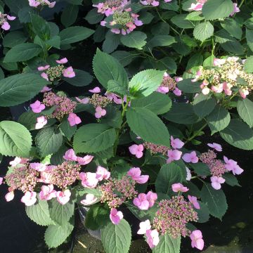 Hydrangea serrata Magic Pillow - Bolhortensia