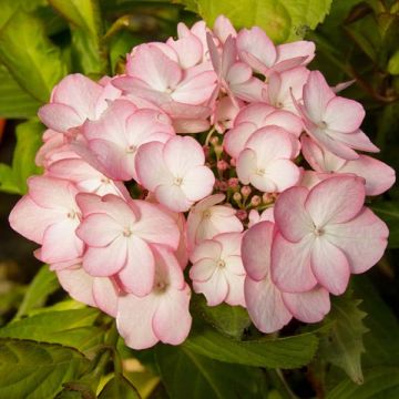 Hydrangea macrophylla Sabrina - Bolhortensia