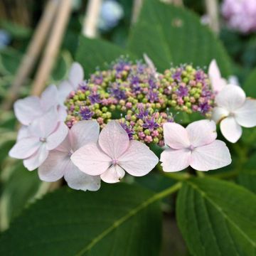 Hydrangea serrata Princesse Eugénie - Berghortensia