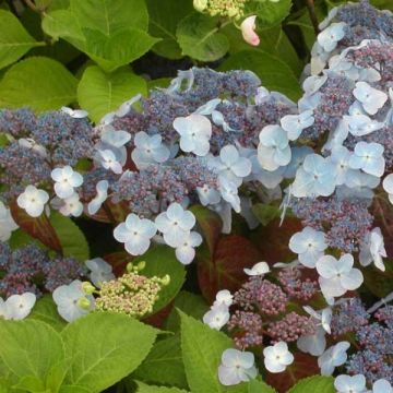 Hydrangea serrata Shojo - Berghortensia