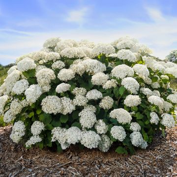 Hydrangea arborescens BALful FlowerWOW - Struikhortensia