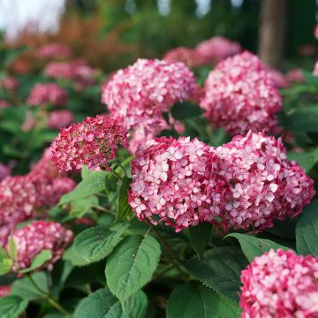 Hydrangea arborescens Ruby Annabelle - struikhortensia