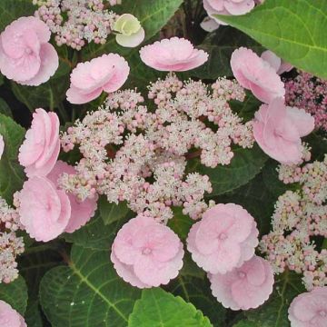 Hydrangea macrophylla Camino - Bolhortensia