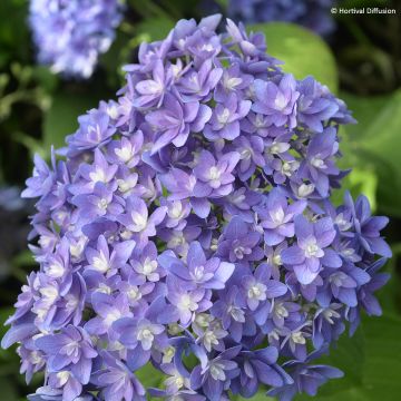 Hydrangea macrophylla Stellar Bleu - Bolhortensia