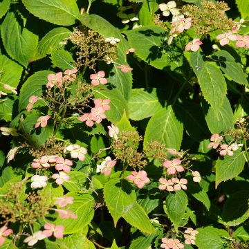 Hydrangea paniculata Dharuma - Dwergpluimhortensia