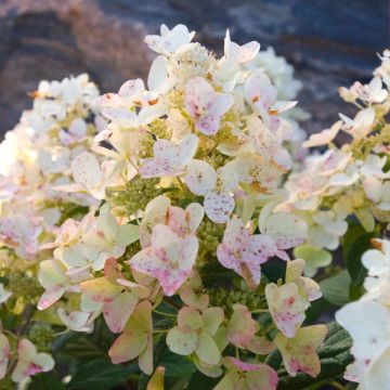 Hydrangea paniculata Tickled Pink - pluimhortensia
