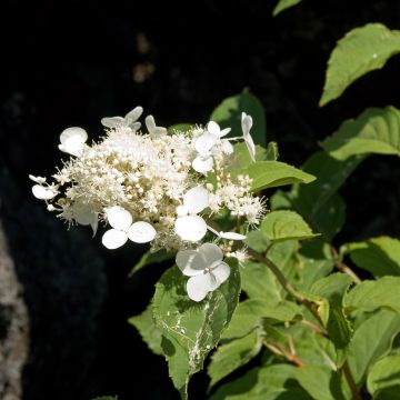 Hydrangea paniculata White Moth - Hortensia