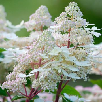 Hydrangea paniculata Early Harry - Pluimhortensia