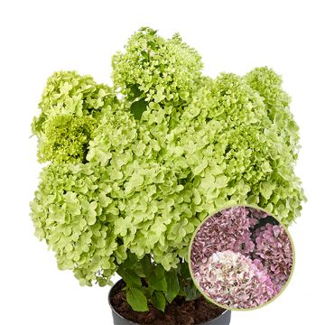 Hydrangea paniculata Pandora - Pluimhortensia