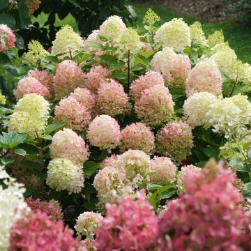 Hydrangea paniculata Fire Light - Pluimhortensia