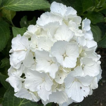 Hydrangea macrophylla Nymphe - Boerenhortensia