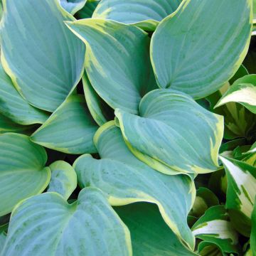 Hosta Blue Flame - Hartlelie