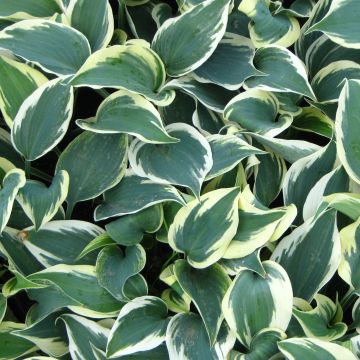 Hosta Blue Ivory - Hartlelie