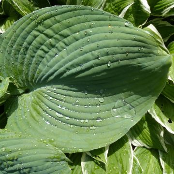 Hosta Blue Umbrellas - Hartlelie
