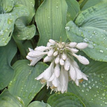Hosta Bressingham Blue - Hartlelie