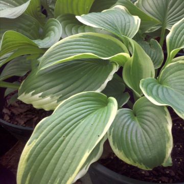 Hosta Bridal Falls - Hartlelie