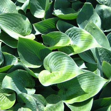 Hosta Canadian Blue - Hartlelie