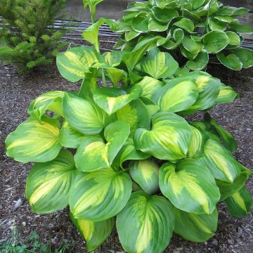 Hosta Cathedral Windows - Hartlelie