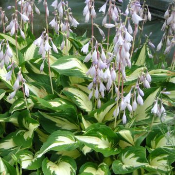 Hosta Christmas Candy - Hartlelie