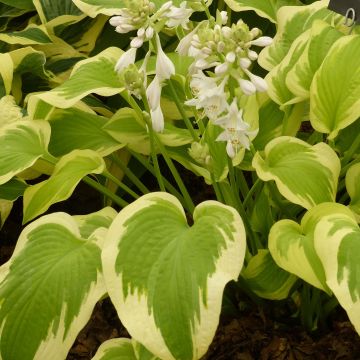 Hosta Delta Dawn - Hartlelie