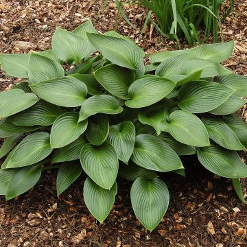 Hosta Devon Green - Hartlelie