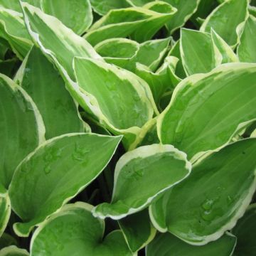 Hosta Diamond Tiara - Hartlelie