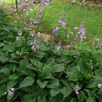 Hosta Elisabeth - Hartlelie
