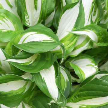 Hosta Enterprise - Hartlelie