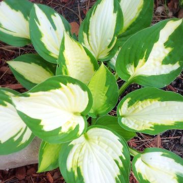 Hosta Eskimo Pie - Hartlelie