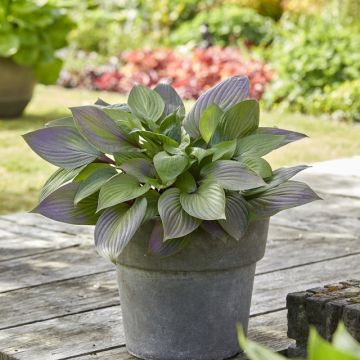 Hosta First Blush - Hartlelie