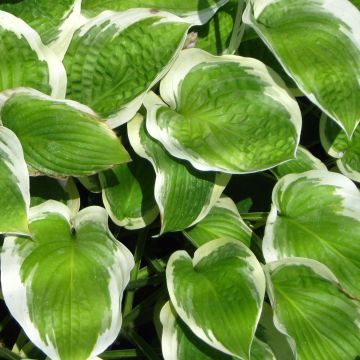 Hosta Formal Attire - Hartlelie