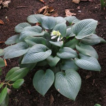 Hosta Fragrant Blue - Hartlelie