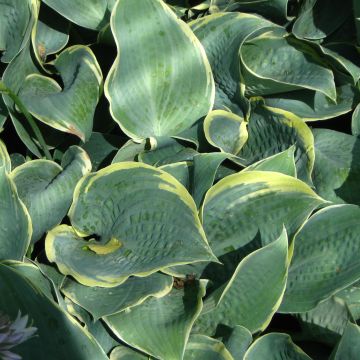 Hosta Frosted Dimples - Hartlelie