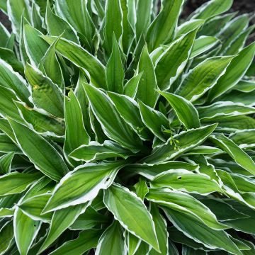 Hosta Frosted Raspberry - Hartlelie