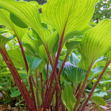 Hosta Gooseberry Sundae - Hartlelie