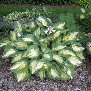 Hosta Great Expectations - Hartlelie