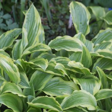 Hosta Ground Master - Hartlelie