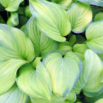 Hosta Guacamole - Hartlelie